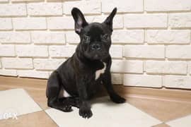 The best French bulldog puppies from Ukraine 0