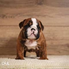 English Bulldog Very Unique Color and amazing Quality from Ukraine 0