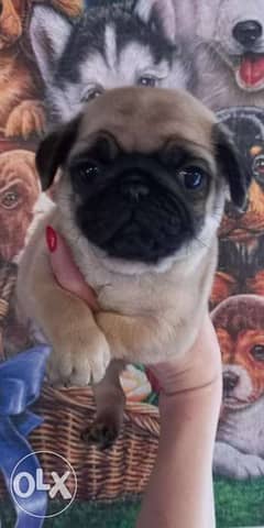 Pug Male Imported 7 weeks Full Documents Top Quality 0