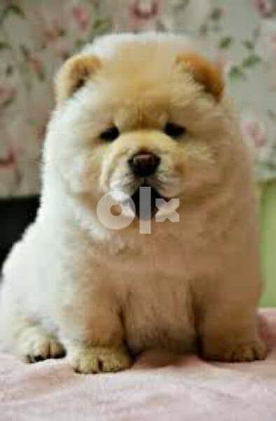 اعلى مستويات تشاو اتشاو  اهالى شاو  Top chow chow