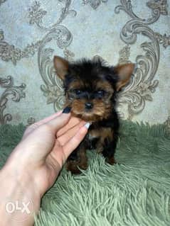 Amazing Yorkshire Mini Size Male 2 Months 800 grams from Ukraine 0
