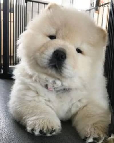 chow chow puppies top quality شاو اقوى مستويات تشاو اتشاو