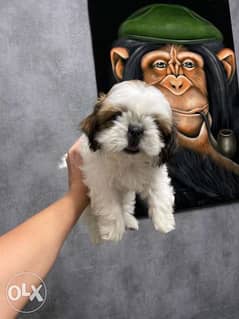 Shihtzu Puppies 2 months vaccinated and dewormed Ukranian Documents 0