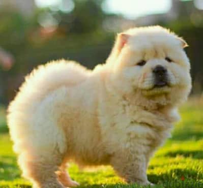 اقوى جراوى تشاو اتشاو اهالى مستوردين  FCI chow chow puppies شاو  FCI