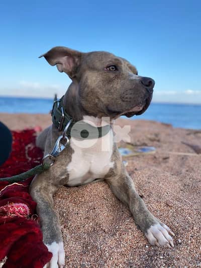 Family friendly, vaccinated and trained male Pitbull
