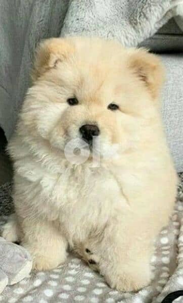 اقوى واحلى دباديب اتشاو تشاو اهالى شاو FCI teady bear chow chow FCI