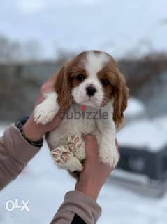 Arrived to Egypt, Cavalier king charles puppies with pedigree 0