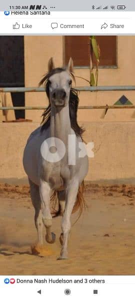 خيل عربي