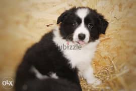 Imported border collie puppies from best kennels in Europe 0
