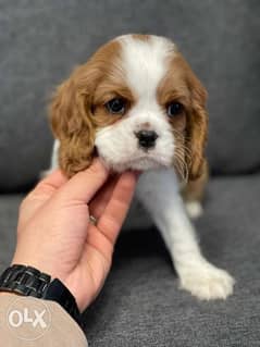 Amazing cavalier king charles puppies Top Quality From Ukraine 0