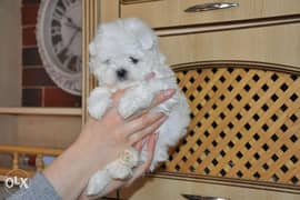 Mini Maltese Male Full Documents Imported From Ukraine perfect 0