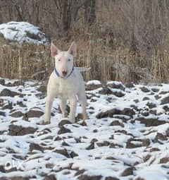 Amazing Bull Terrier Male 6 Months From Ukraine Full Documents 0