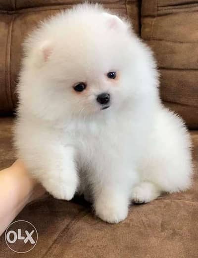 mini pomeranian puppy's جراوي بوميرنيان