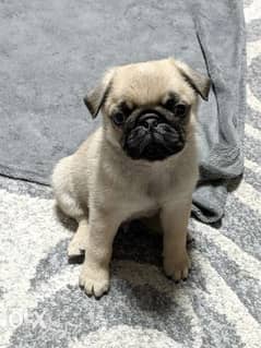 Pug puppies imported parents 0