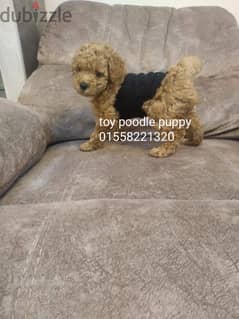 Toy poodle 0