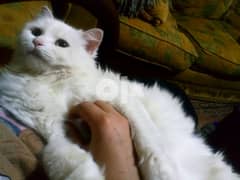 قطة شيراز بيضاءلتبني 0