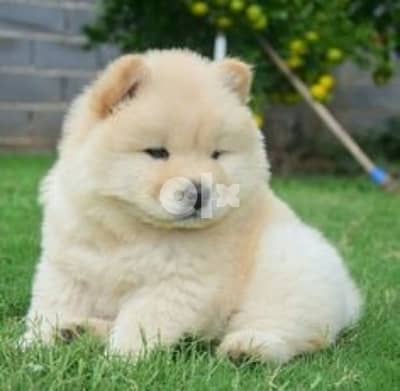 تشاو تشاو اعلى مواصفات الأهالى مستوردينFCI اتشاو شاو chow chow puppies