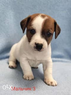 Imported Jack Russell Puppies you can get from Ukraine 0