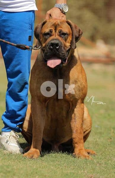 Pinnacle sales havoc boerboel