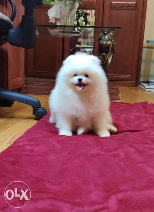 Olx clearance pomeranian dog