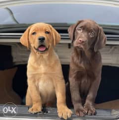 Best Labrador Puppies Imported From Ukraine Full Documents Best price 0