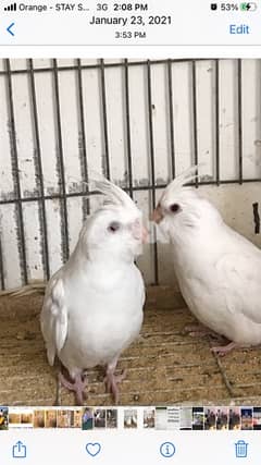 cocktail (23 birds) for sale 1000 (per pair) final price 0