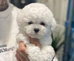 Imported bichon frise puppies from best kennels in Europe