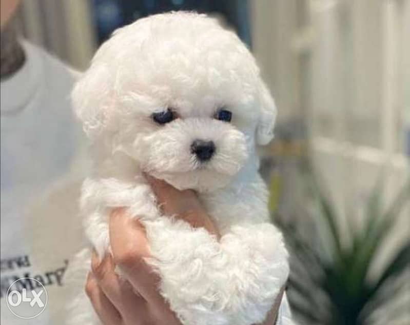 Imported bichon frise puppies from best kennels in Europe 1