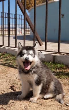 husky puppy's for sale 0