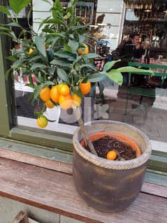 Golden Orange Plant نبات برتقال مقزم 0