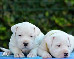 Imported dogo argentino puppies from best kennels in Europe