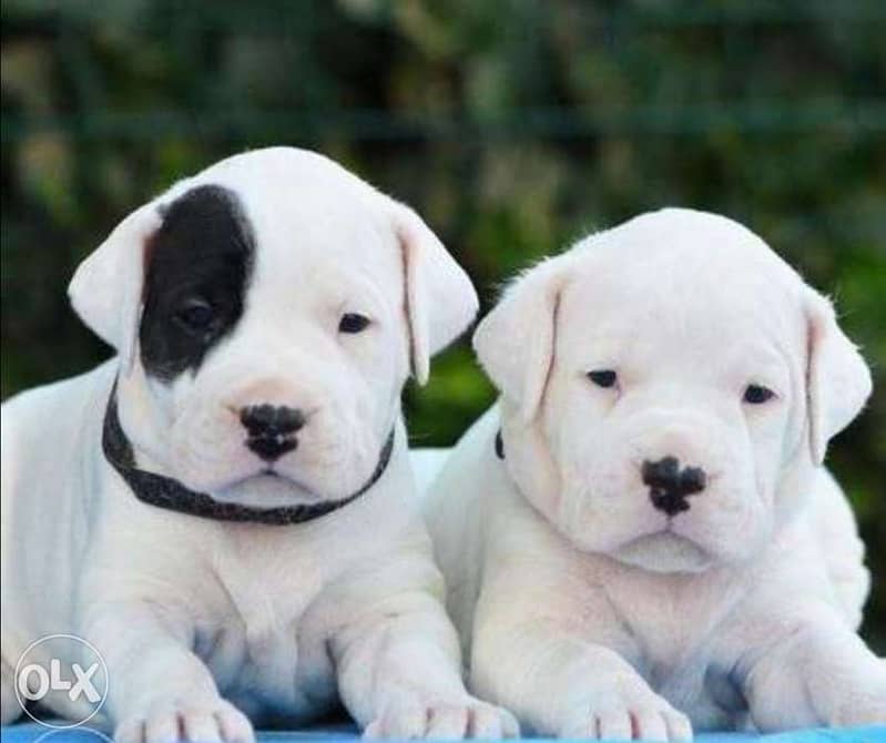 Imported dogo argentino puppies from best kennels in Europe 1