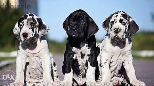 Imported great dane puppies from best kennels in Europe with pedigree