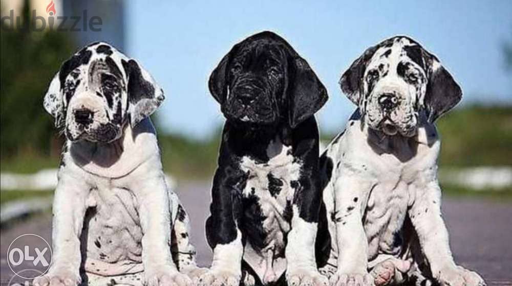 Imported great dane puppies from best kennels in Europe with pedigree 0