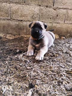 Giant Turkish Kangal Puppies Imported From Turkey Full Documents