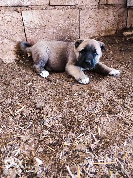 Giant Turkish Kangal Puppies Imported From Turkey Full Documents 1