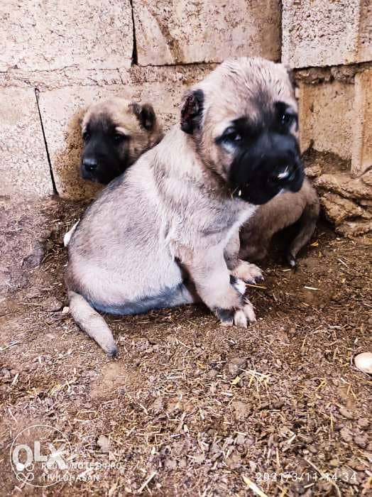 Giant Turkish Kangal Puppies Imported From Turkey Full Documents 2