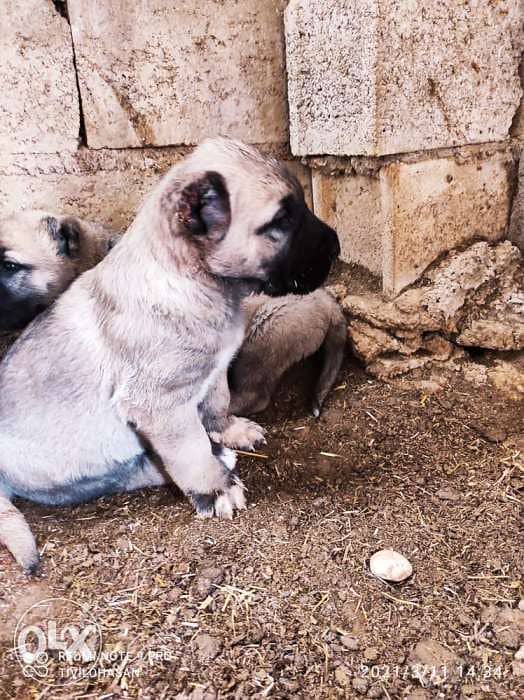 Giant Turkish Kangal Puppies Imported From Turkey Full Documents 3