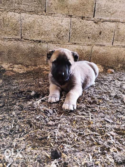 Giant Turkish Kangal Puppies Imported From Turkey Full Documents 4