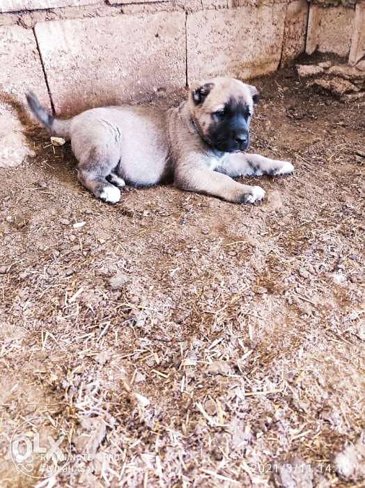 Giant Turkish Kangal Puppies Imported From Turkey Full Documents 5