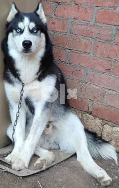 Best quality russian husky dog ​​for sale 0
