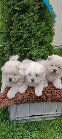 Chow chow puppies age 40 days 0