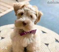 Imported Schnauzer puppies from best kennels in Europe with pedigree