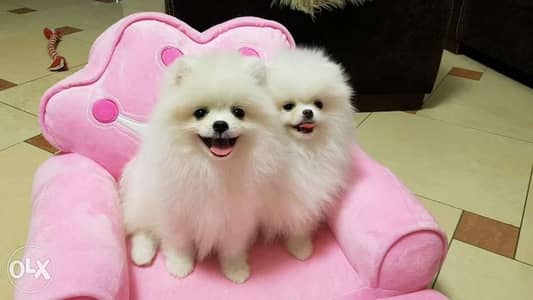 mini pomeranian puppy's بوميرنيان