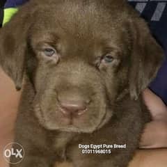 Beautiful chocolate Labrador puppies blue eyes 0
