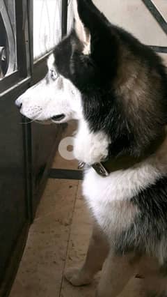 pure siberian husky for mating 0