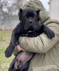 Imported cane corso puppies from best kennels in Europe