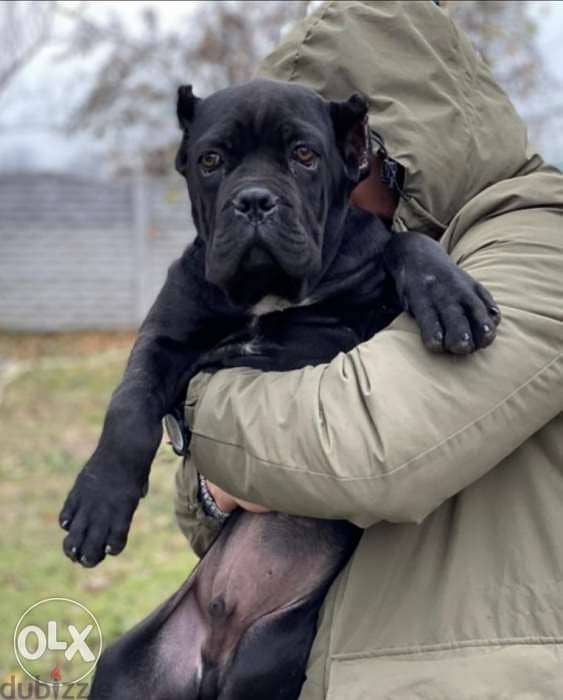 Imported cane corso puppies from best kennels in Europe 1
