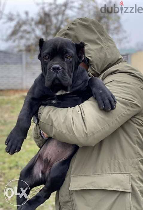 Imported cane corso puppies from best kennels in Europe 2