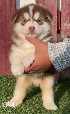 جرو هاسكي لونج هير / long hair Siberian husky puppy 0